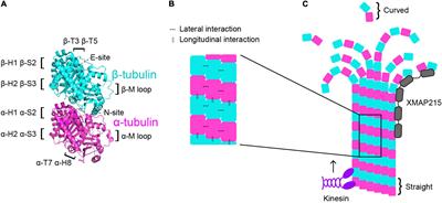 The molecular biology of tubulinopathies: Understanding the impact of variants on tubulin structure and microtubule regulation